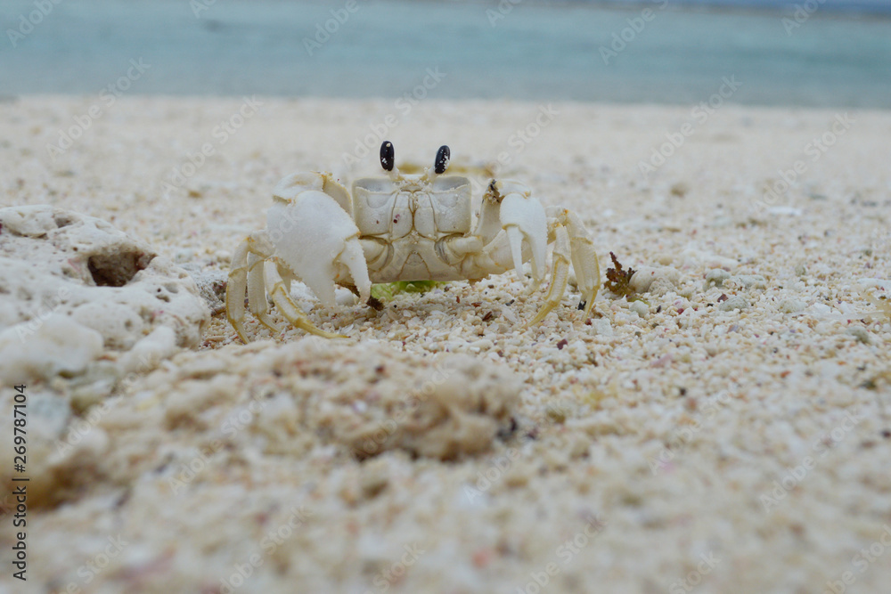 白い砂浜に白い蟹 白い砂浜に白い蟹