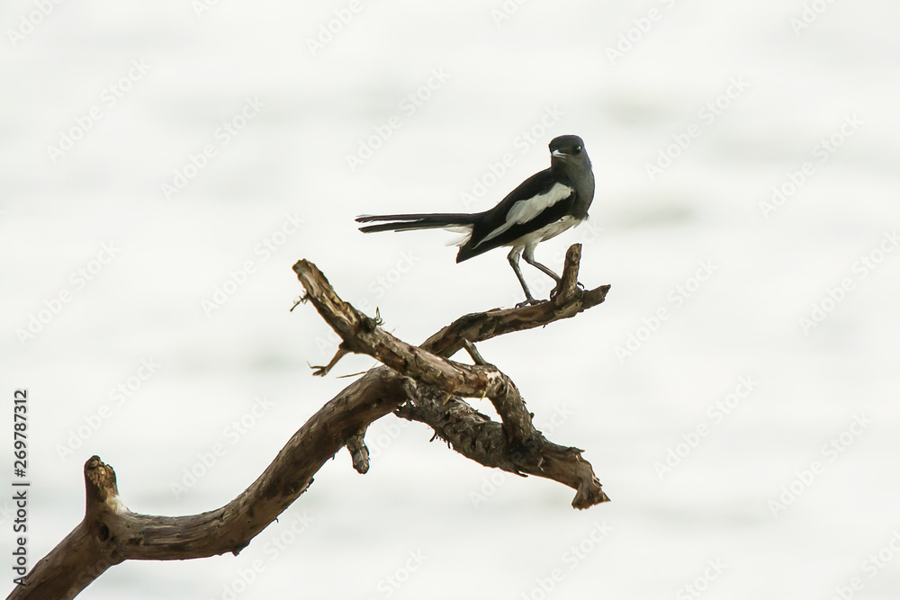 Oriental Magpie Robin The beautiful bird, Oriental Magpie Robin The beautiful bird,