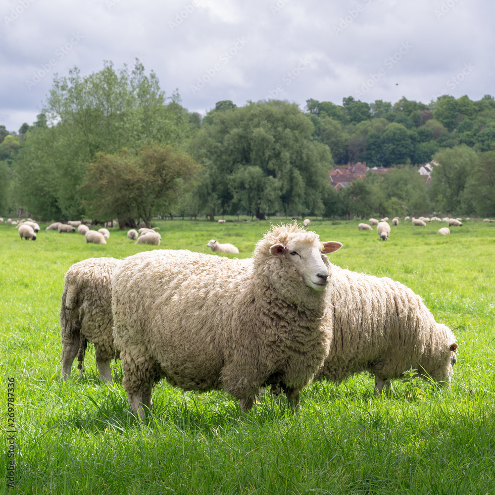 Sheeps grazing in the medow next to Salisbury Cathedral