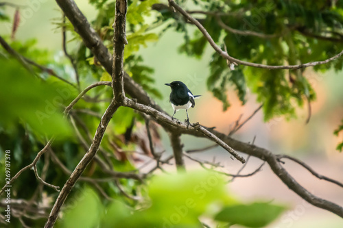 Oriental Magpie Robin The beautiful bird,