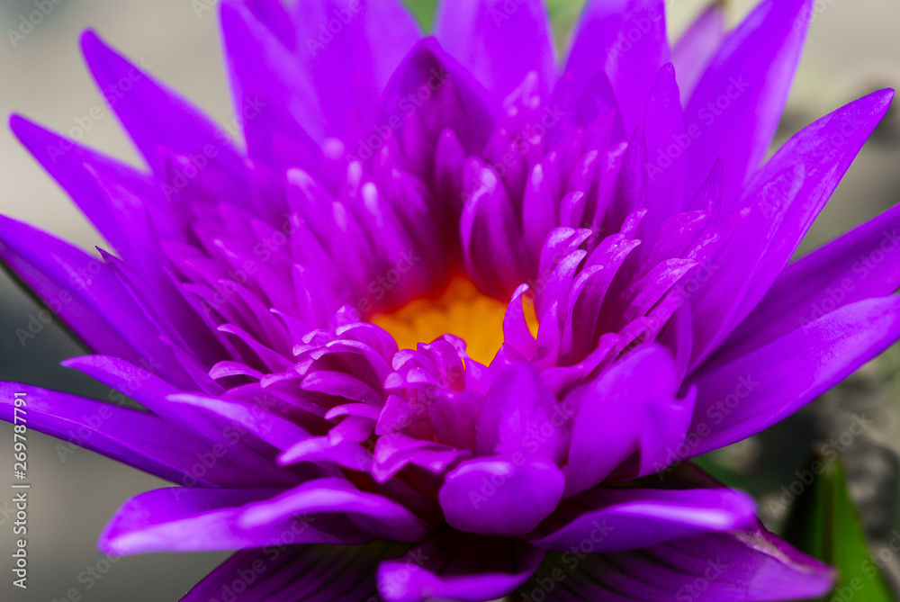 Beautiful purple lotus flower (water lily) blossom Beautiful purple lotus flower (water lily) blossom