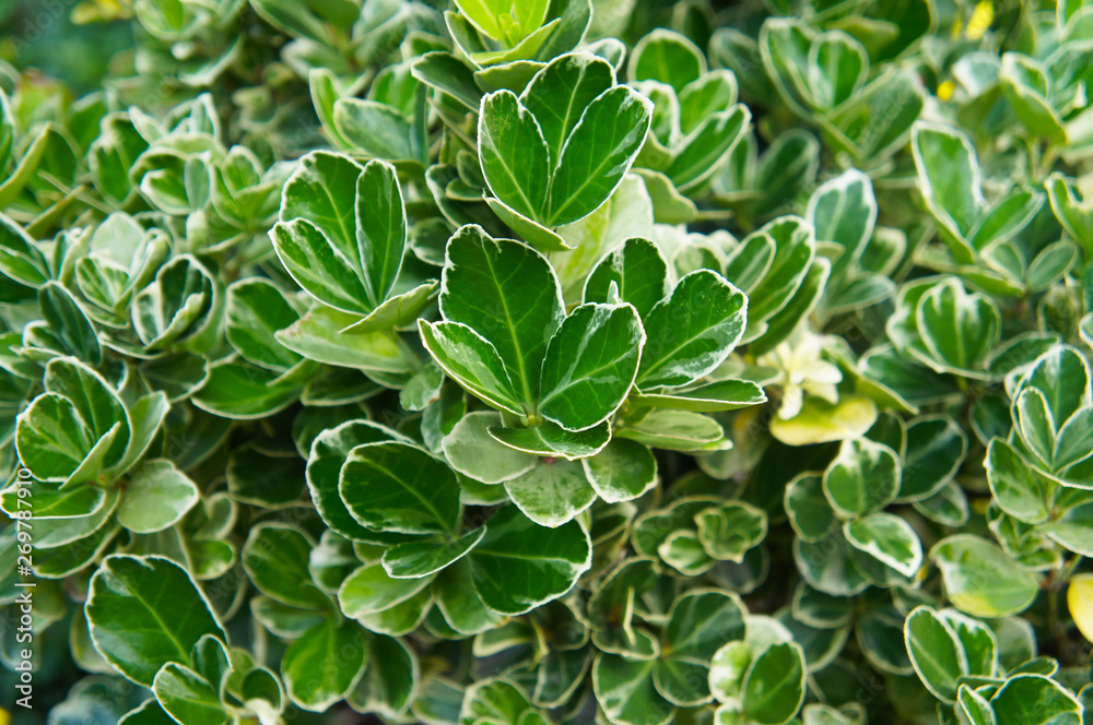 euonymus japonicus or japanese euonymus green shrub plant background ...