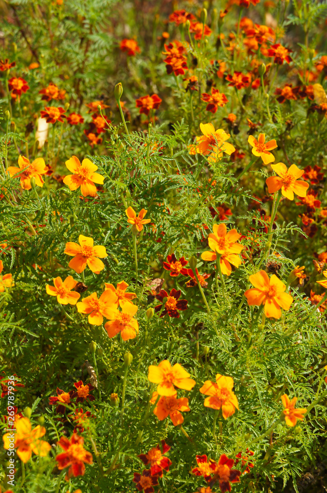 Tagetes tenuifolia orange marigold flowers vertical
