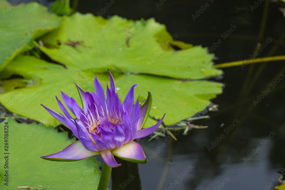 violet lotus with the leaf background under sunlight violet lotus with the leaf background under sunlight