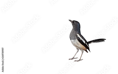 Close up Oriental Magpie Robin or Copsychus Saularis Isolated on White Background with Copy Space © backiris