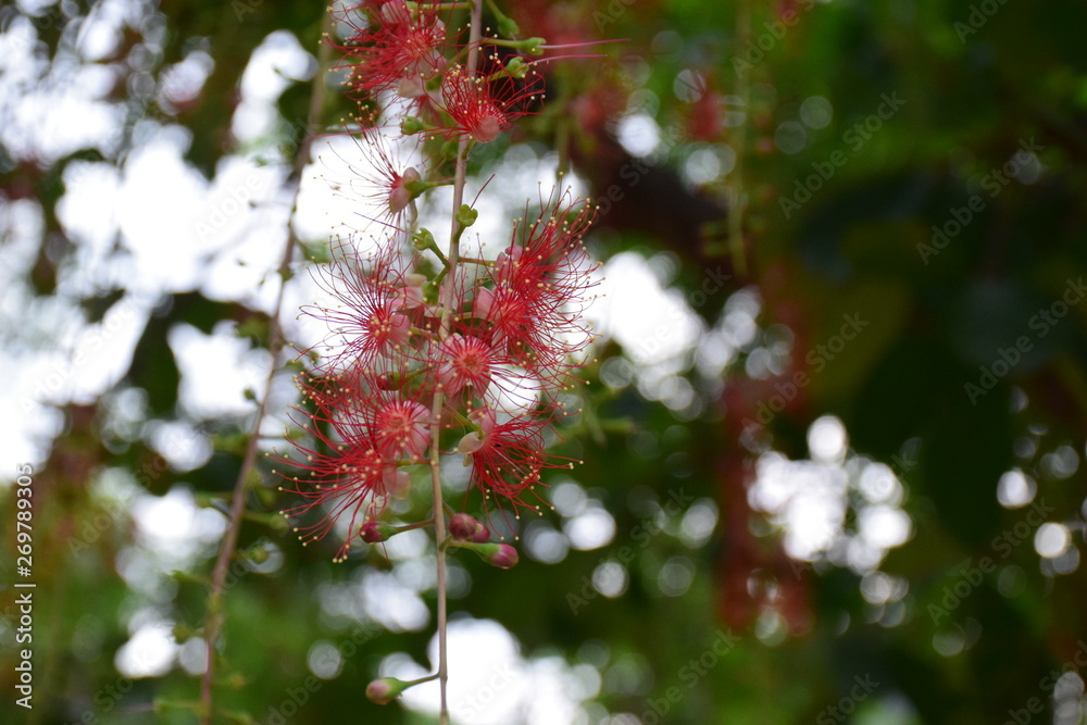 red berries on a tree