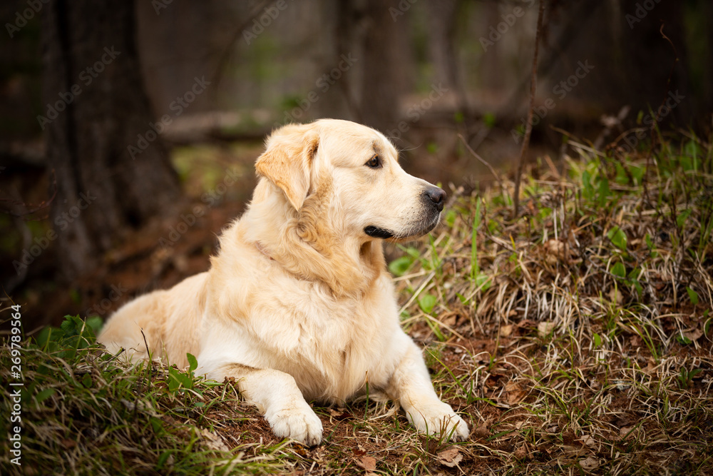 Beautiful and cute dog breed golden retriever lying outdoors in the forest at sunset in spring