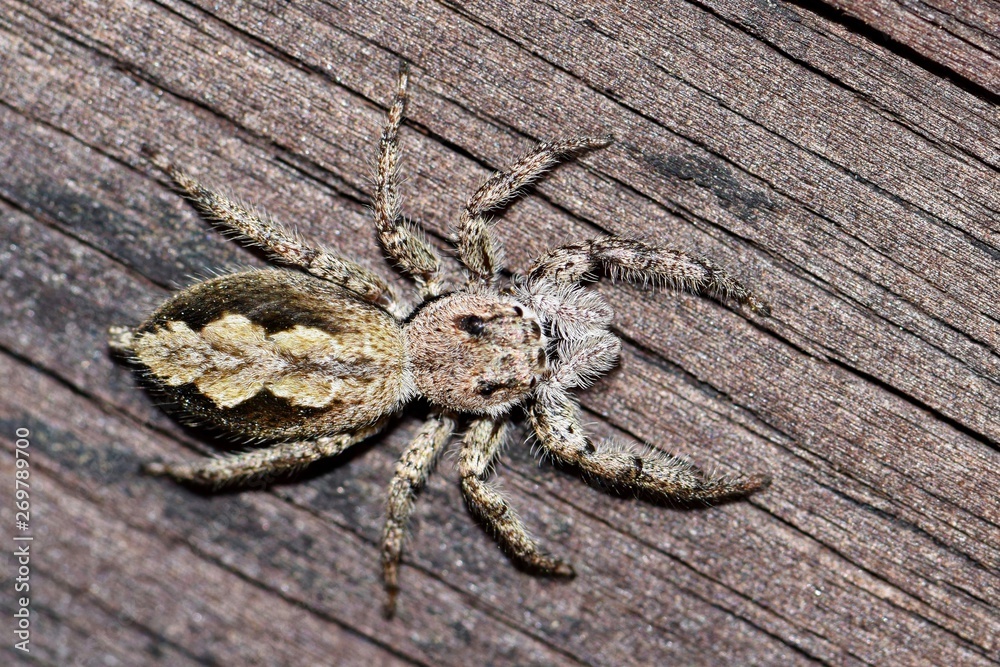 A Tan Jumping Spider (Platycryptus undatus) blending in to the brown wood grain surface it is hunting on. Photo taken in Houston, TX. A Tan Jumping Spider (Platycryptus undatus) blending in to the brown wood grain surface it is hunting on. Photo taken in Houston, TX.