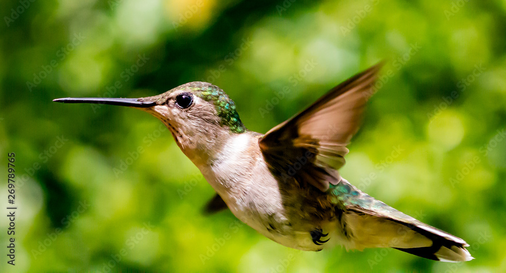 Fototapeta premium hummingbird