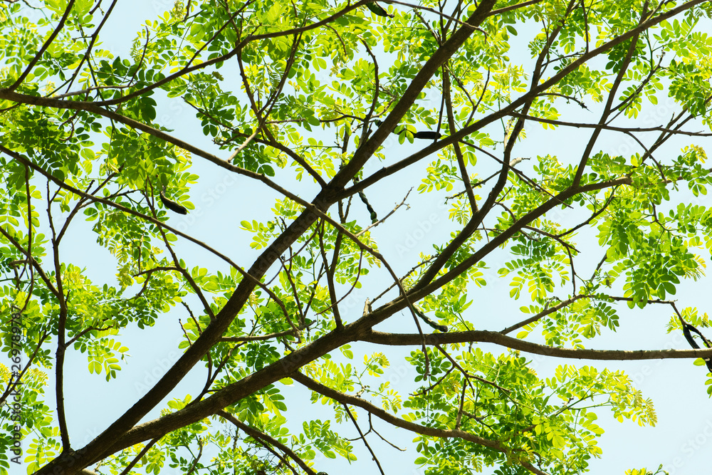 Green leaf for summer background. Sunlight And Fresh Green leaves glowing in green forest. Green leaf for summer background. Sunlight And Fresh Green leaves glowing in green forest.
