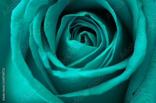 Green rose flower background.