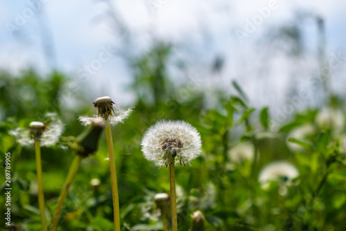 A field of dandelions with a blurred background.