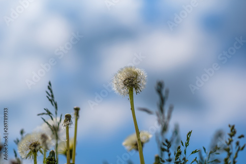 A field of dandelions with a blurred background.