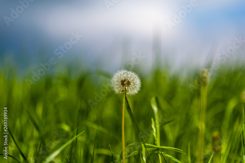 A field of dandelions with a blurred background.