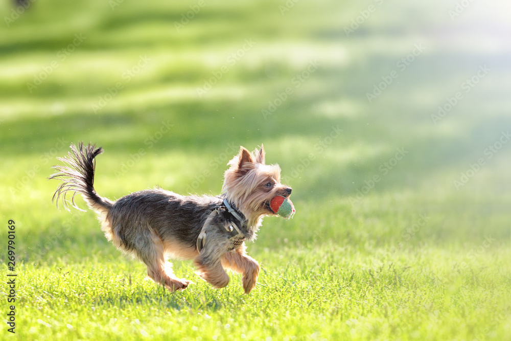 Puppy Running Side View