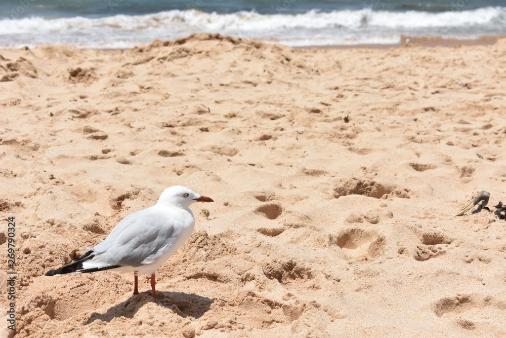 Seagull bird standing on sand with ocean background at Sydney, Australia Seagull bird standing on sand with ocean background at Sydney, Australia