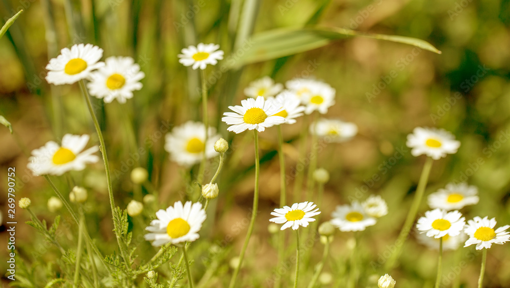 Bloom. Chamomile. Blooming chamomile field, chamomile flowers on meadow in summer, selective focus, blur. Beautiful nature scene with blooming medical daisies on sun day. Beautiful meadow background Bloom. Chamomile. Blooming chamomile field, chamomile flowers on meadow in summer, selective focus, blur. Beautiful nature scene with blooming medical daisies on sun day. Beautiful meadow background
