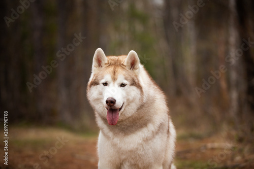 Beautiful and free Siberian Husky dog sitting in the forest at sunset in spring