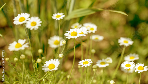 Bloom. Chamomile. Blooming chamomile field, chamomile flowers on meadow in summer, selective focus, blur. Beautiful nature scene with blooming medical daisies on sun day. Beautiful meadow background