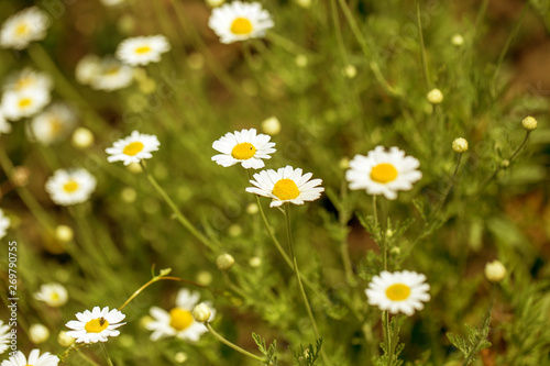 Bloom. Chamomile. Blooming chamomile field, chamomile flowers on meadow in summer, selective focus, blur. Beautiful nature scene with blooming medical daisies on sun day. Beautiful meadow background