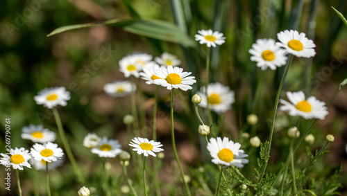 Fototapeta Naklejka Na Ścianę i Meble -  Bloom. Chamomile. Blooming chamomile field, chamomile flowers on  meadow in summer, selective focus, blur. Beautiful nature scene with blooming medical daisies on sun day. Beautiful meadow background