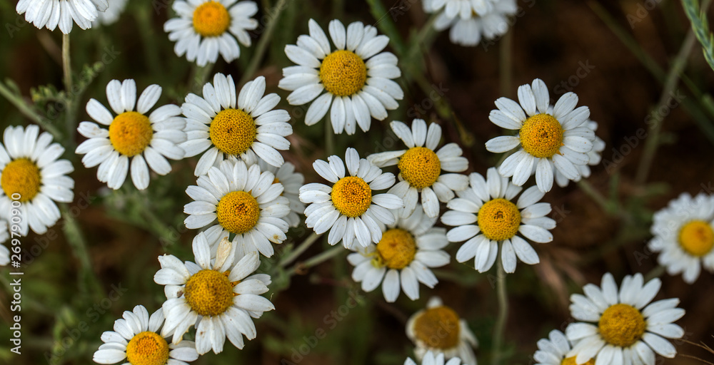 Bloom. Chamomile. Blooming chamomile field, chamomile flowers on meadow in summer, selective focus, blur. Beautiful nature scene with blooming medical daisies on sun day. Beautiful meadow background Bloom. Chamomile. Blooming chamomile field, chamomile flowers on meadow in summer, selective focus, blur. Beautiful nature scene with blooming medical daisies on sun day. Beautiful meadow background