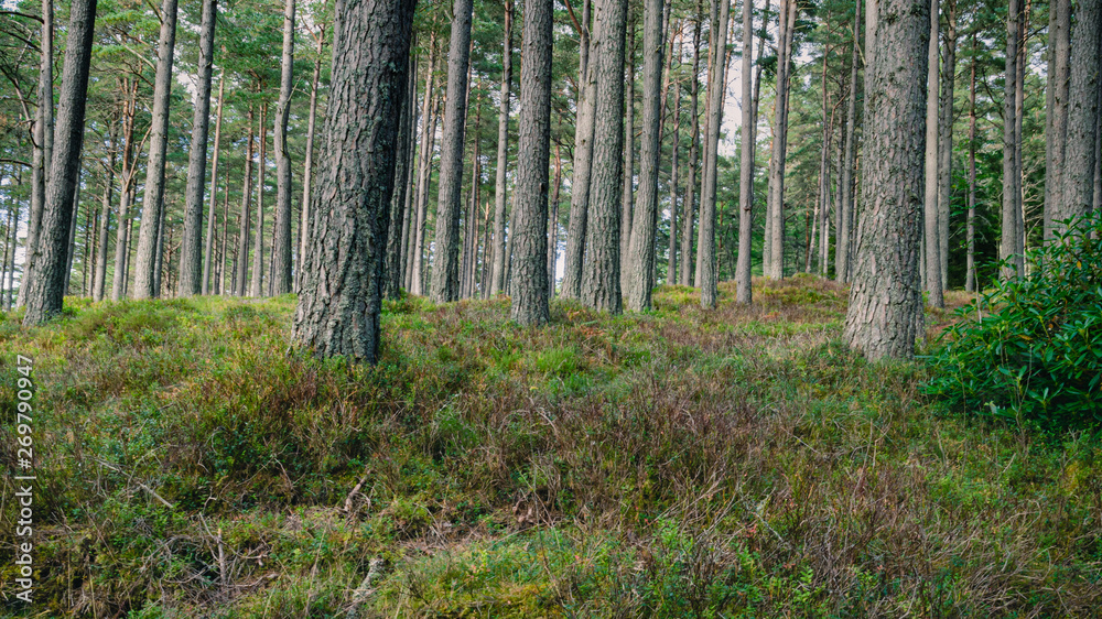 Scottish Pine Forest Floor Scottish Pine Forest Floor