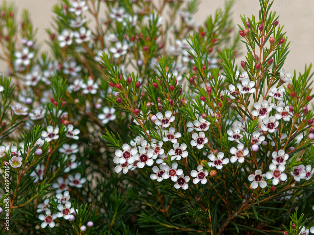 Chamelaucium uncinatum - Tiges de petites fleurs de cire de Geraldton ou Wax blanc en éventails Chamelaucium uncinatum - Tiges de petites fleurs de cire de Geraldton ou Wax blanc en éventails