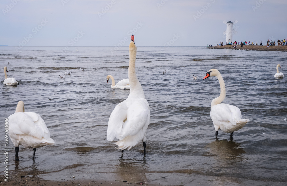 Mute swans in Swinoujscie, coastal city over Baltic Sea in Poland