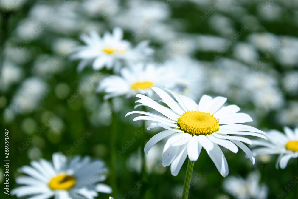 Obraz premium Field of daisies with an emphasis on one flower. Chamomile, chamomile moon