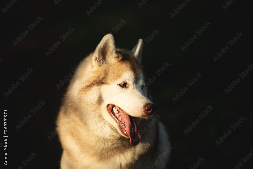 Fototapeta premium Beautiful and happy Siberian Husky dog sitting in the forest at sunset in spring