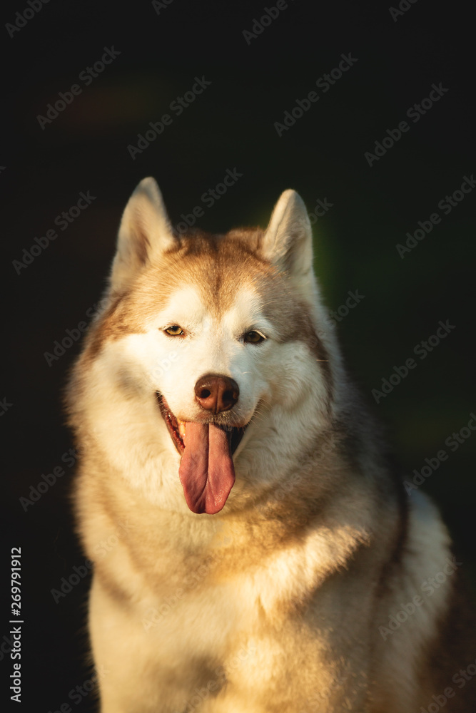 Beautiful and happy Siberian Husky dog sitting in the forest at sunset in spring