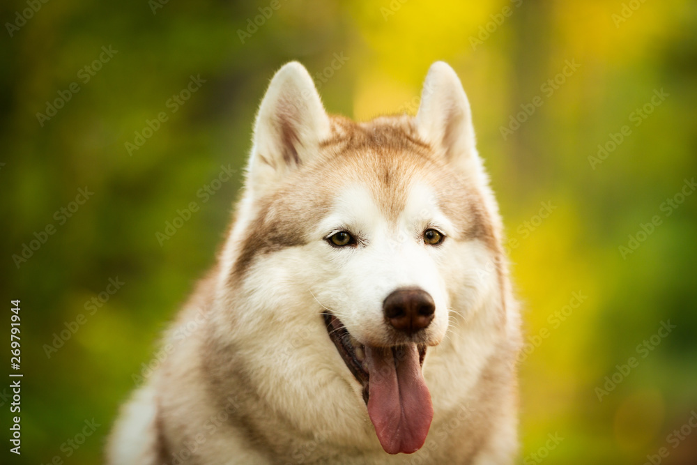 Beautiful and happy Siberian Husky dog sitting in the bright forest at sunset in spring