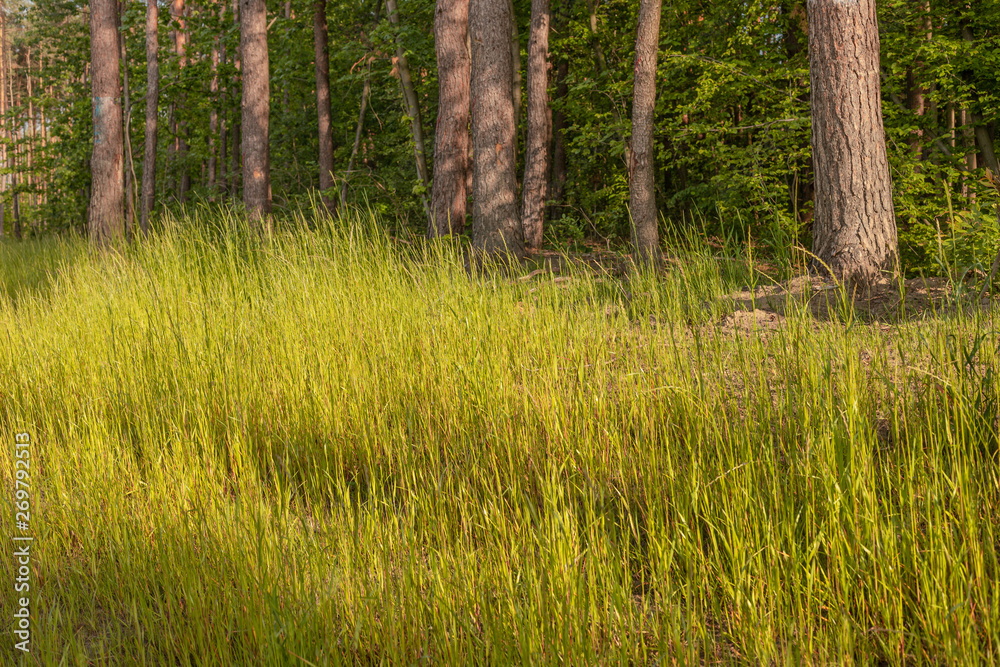 Pine forest in a May morning.