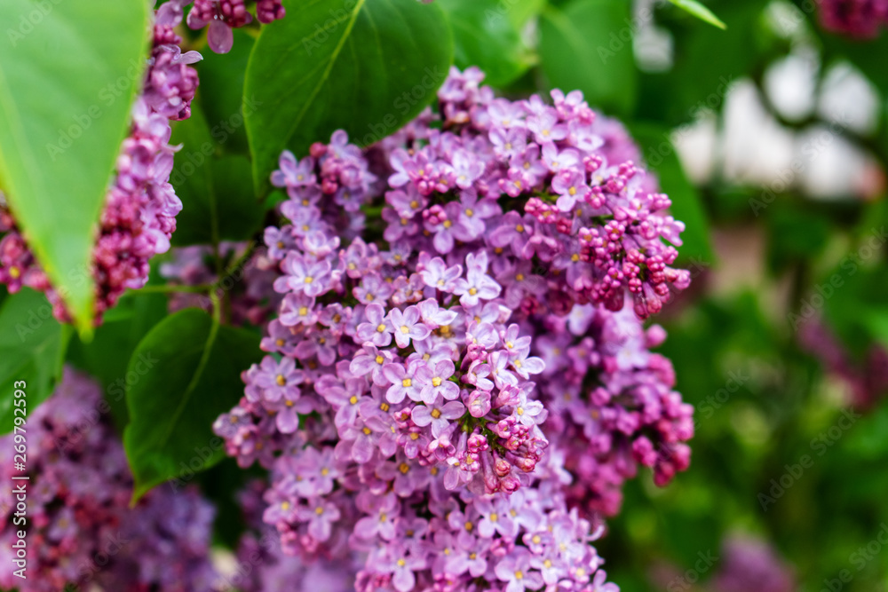 Background from a beautiful lilac blossom. spring time of year. Background from a beautiful lilac blossom. spring time of year.