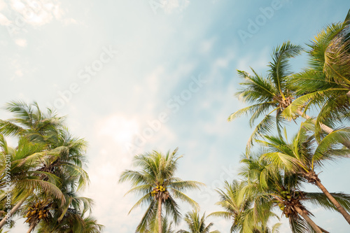 Palm tree on tropical beach with blue sky and sunlight in summer  uprisen angle. vintage instagram filter effect