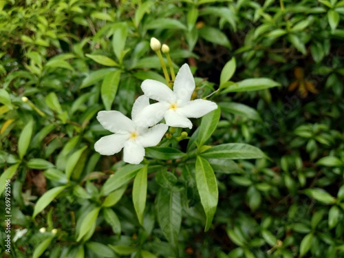 Small beautiful white Gardenia jasminoides, Tabernaemontana divaricata (Apocynaceae), commonly called pinwheelflower, crape jasmine and leaves in the garden
