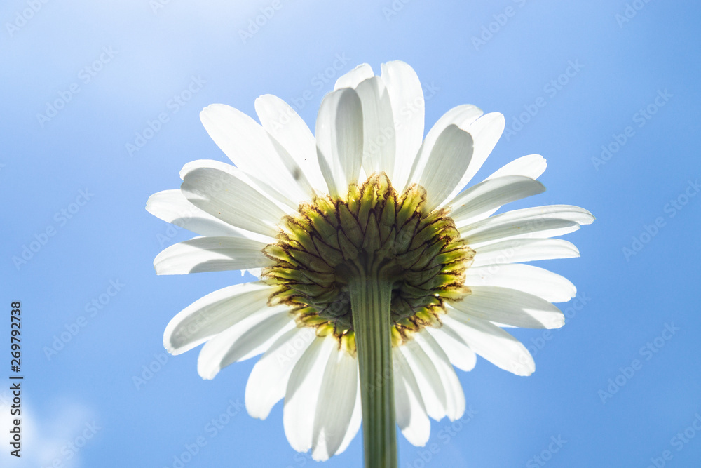 Chamomile, bottom view against the blue sky. Macro close-up photo. Chamomile, bottom view against the blue sky. Macro close-up photo.