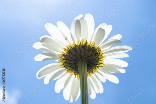 Chamomile  bottom view against the blue sky. Macro close-up photo.