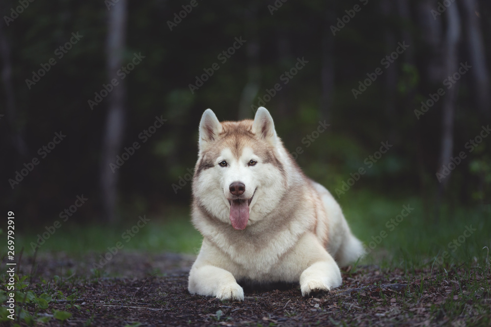 Beautiful and happy Siberian Husky dog lying in the dark forest at sunset in spring