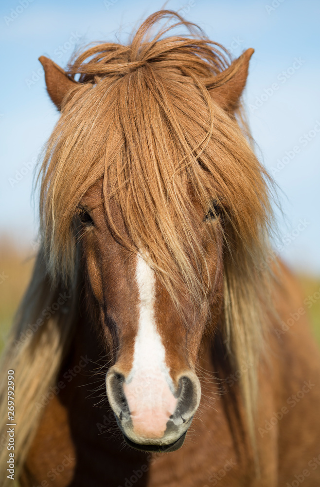 Obraz caballo islandés . Icelandic Horse