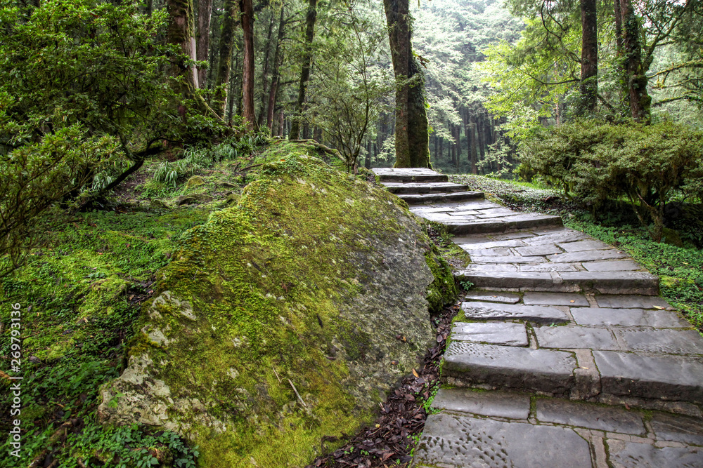 The walk way at Alishan national park area in Taiwan. The walk way at Alishan national park area in Taiwan.