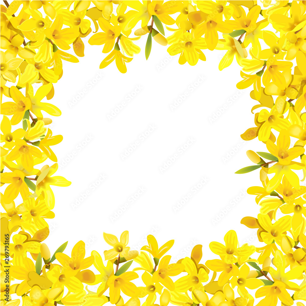 Forsythia suspensa frame. Card template. fluffy blossoming yellow spring tree fringe. Golden Bell, flowers boxing.