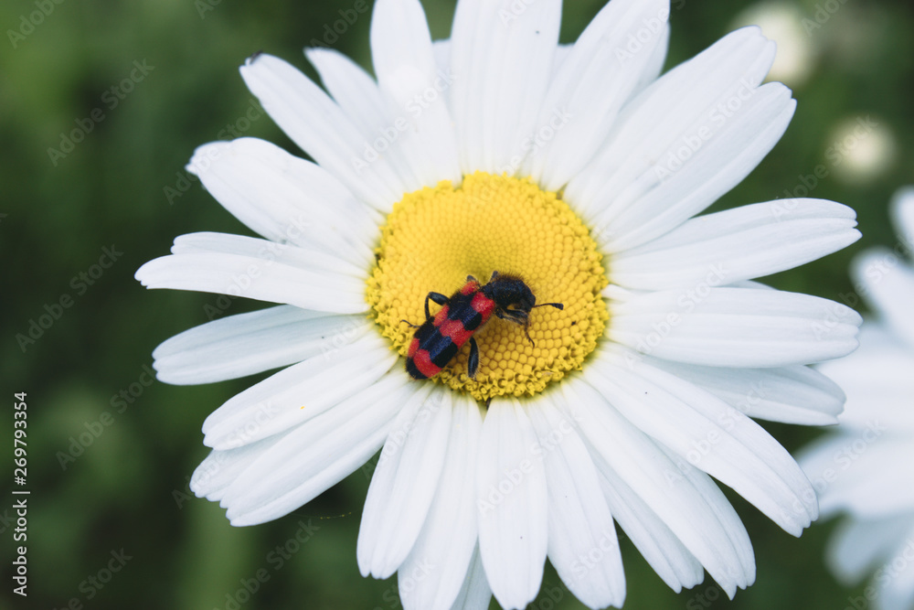 Beetle with red wings on chamomile. Photo of an insect on a white daisy.