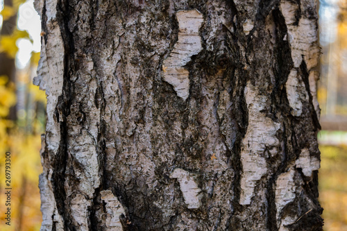 Fototapeta Naklejka Na Ścianę i Meble -  Abstract wood texture bark.