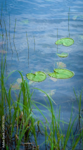 Water and Lily Pads © Stefan