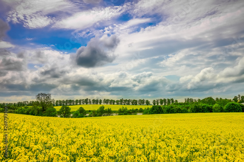 Fototapeta Naklejka Na Ścianę i Meble -  kwitnienie rzepaku w województwie Warmińsko-Mazurskim