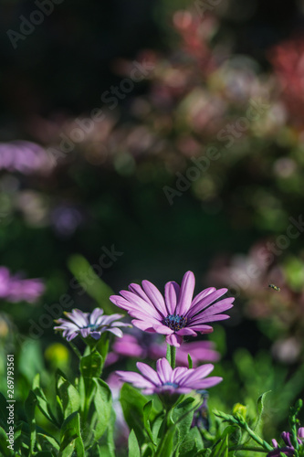 Purple flower in the garden. Chamomile. Blurred background with bokeh.
