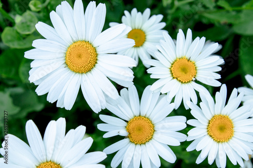 A group of white daisy flowers.