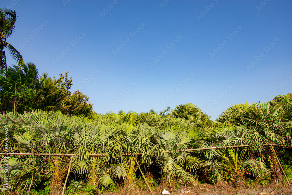Arecaceae palm plant a clear sky background Arecaceae palm plant a clear sky background